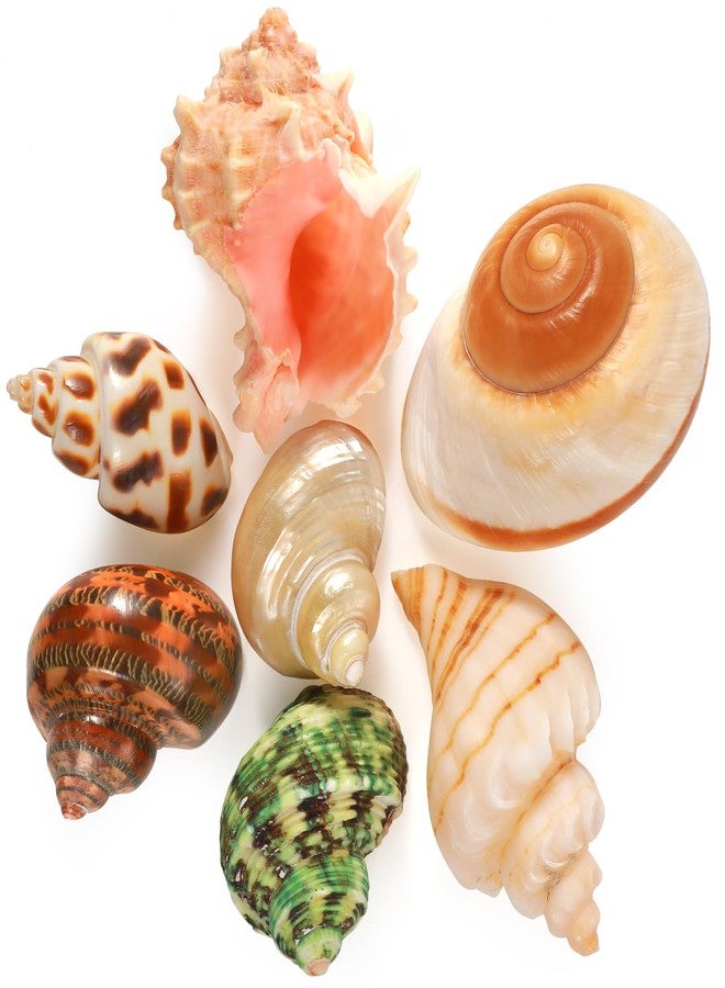 PPCLION 7 PCS Large Medium Small Natural Hermit Crab Shells Turbo Sea Conch Shell for Décor, Size: 2-3.5". Opening 0.5"-2" - Image 2